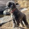 alpinpoodle